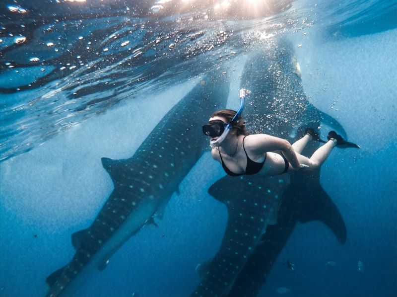 private whale shark experience