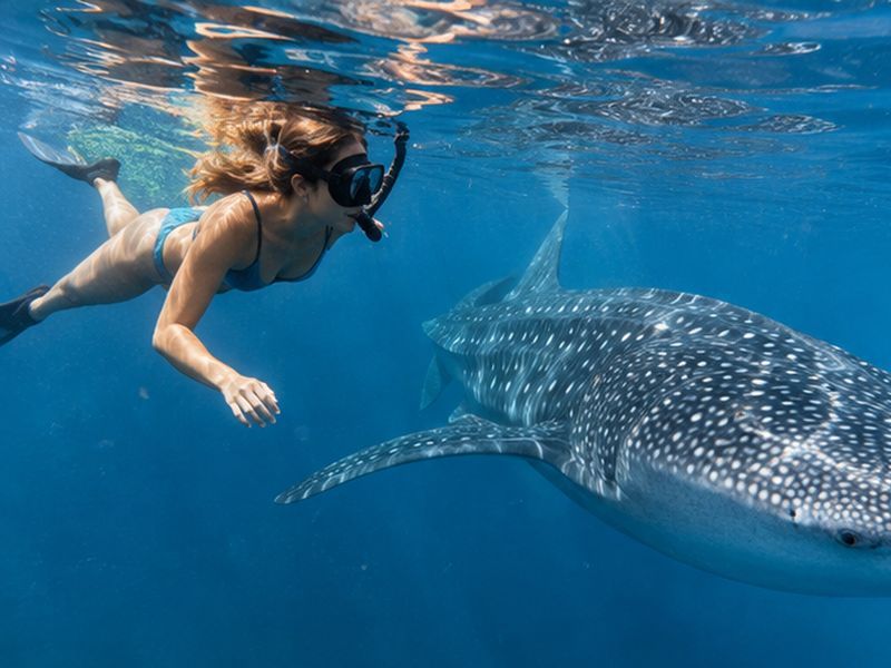 Responsible snorkeling near a whale shark in Sumbawa