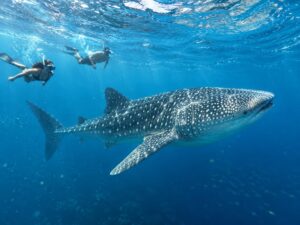 responsible snorkeling with whale shark in Saleh Bay