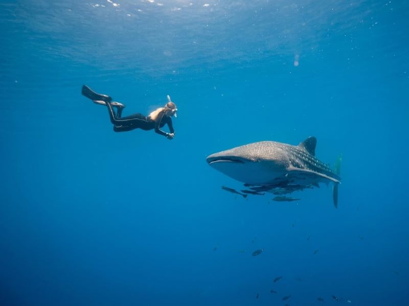 shallow water whale shark tour