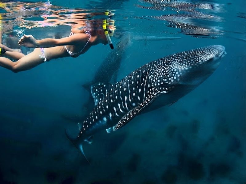 shallow water where to dive with whale sharks