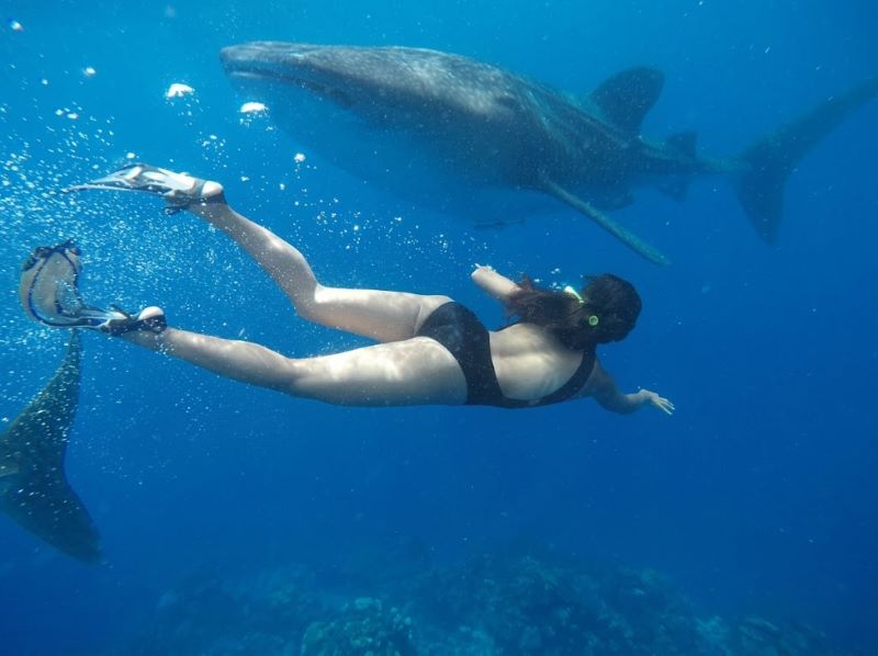 snorkeling with whale sharks best time for