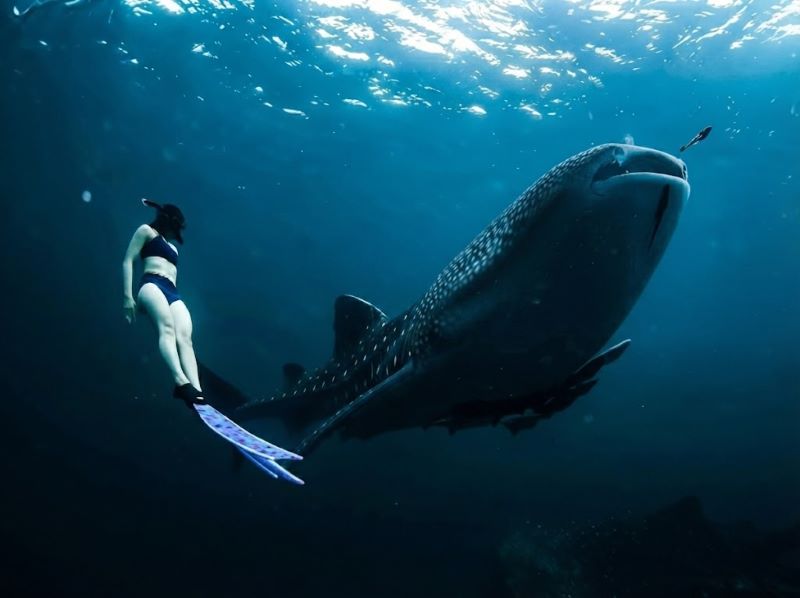 private whale shark experience