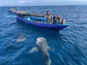whale shark excursion beginner friendly