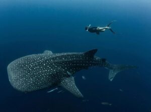 whale shark experience shallow water