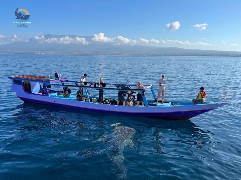 whale shark group tour