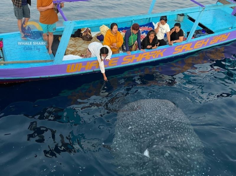 whale shark half day trip