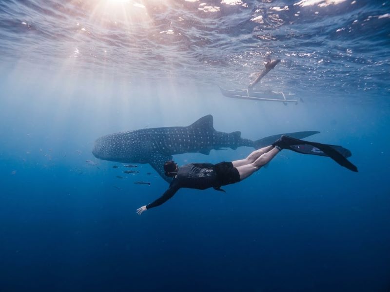 whale shark in Sumbawa
