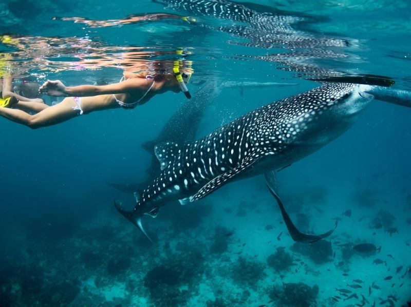whale shark safari beginner friendly