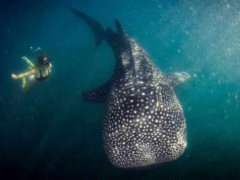 whale shark saleh bay island hopping