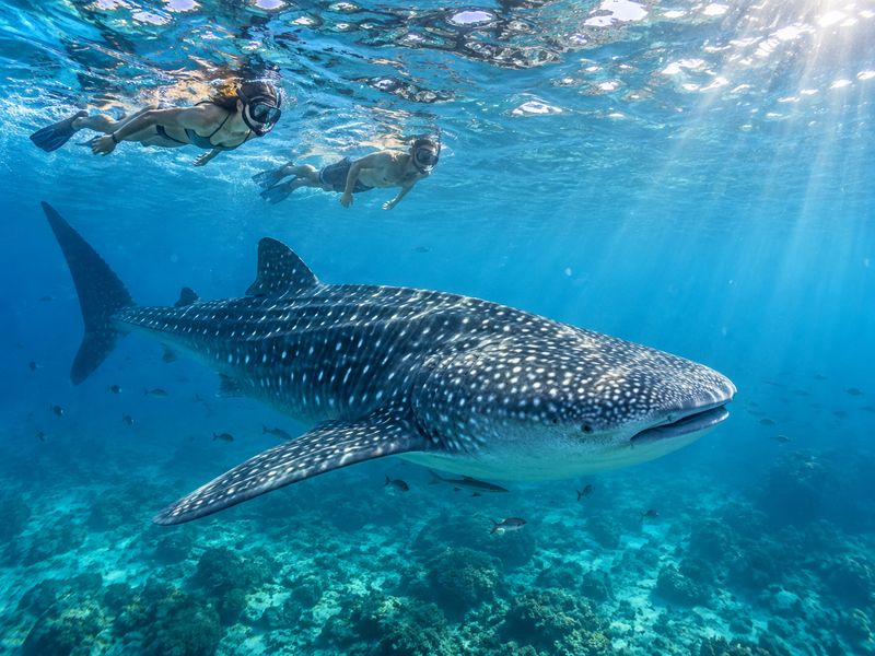 Whale shark snorkeling Saleh Bay experience