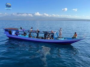 whale shark tours Indonesia sea safari