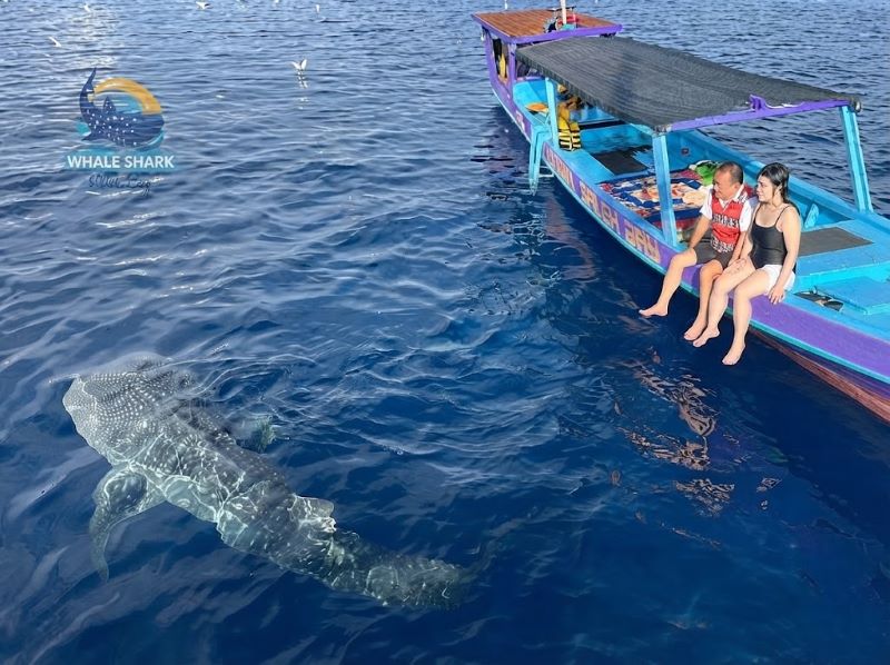 whale shark trip private Sumbawa