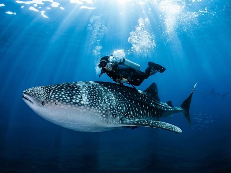 where to dive with whale sharks group experiences