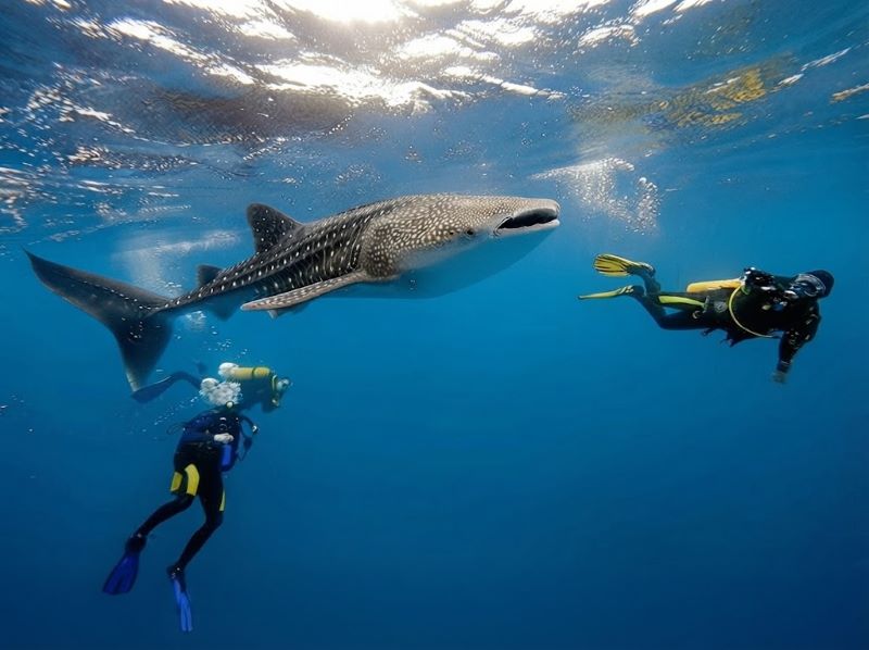 where to dive with whale sharks scuba tour